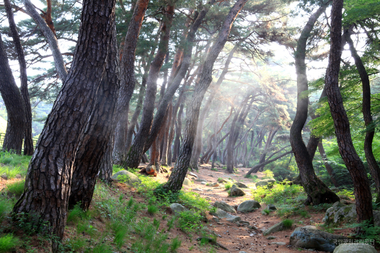 12015_경주_삼릉 소나무군락_이신례_d.jpg