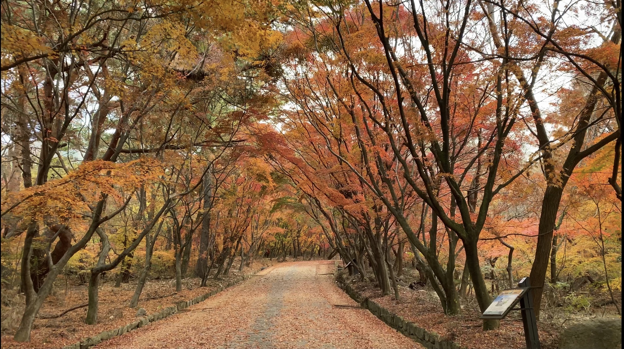 12_1_2_토함산단풍길.jpg