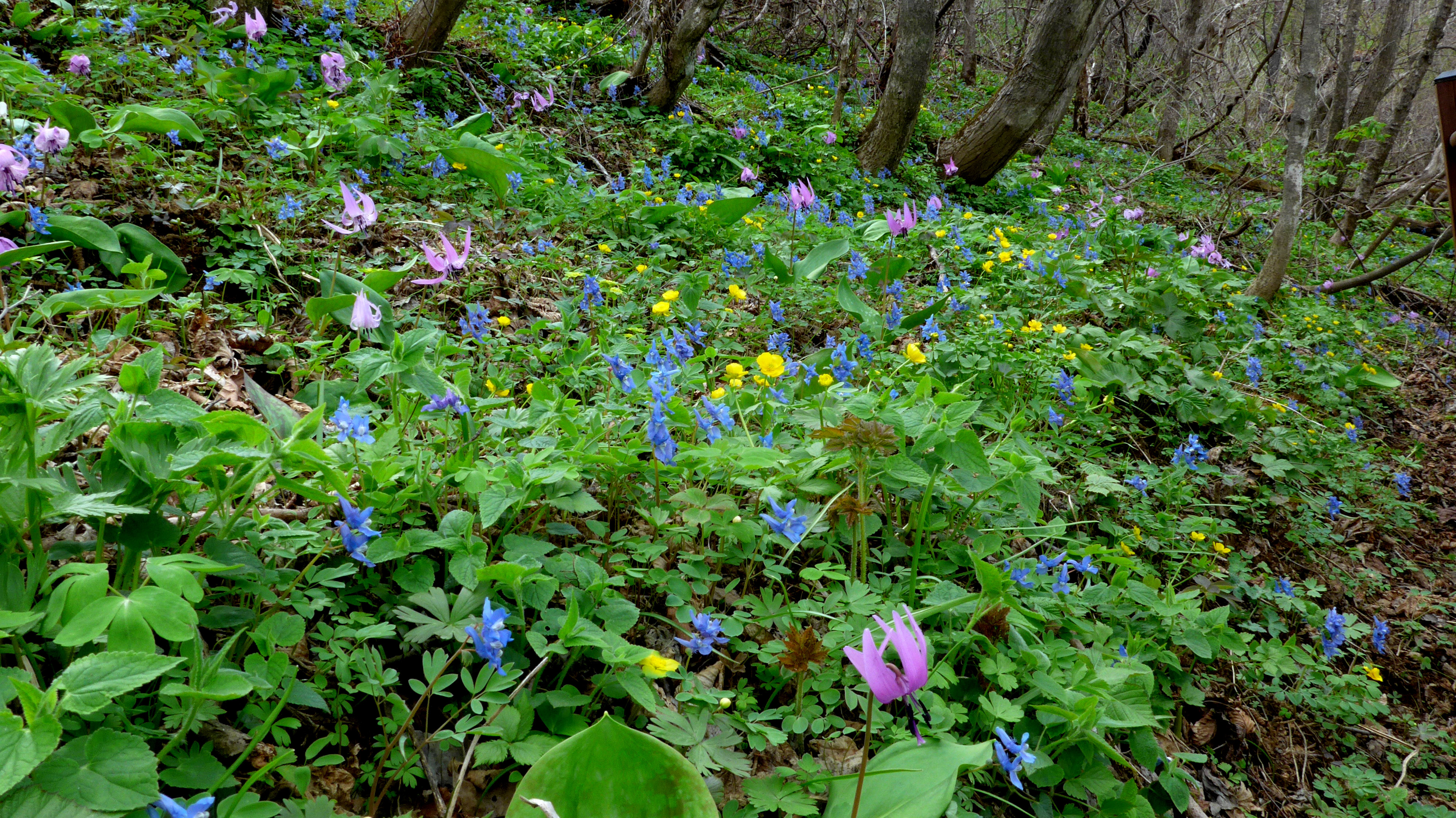 태백산 대덕산_7